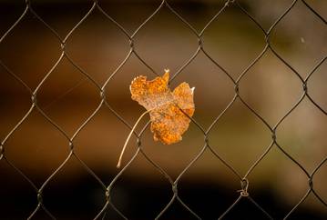 Ein Herbstblatt hängt in einem Zaun