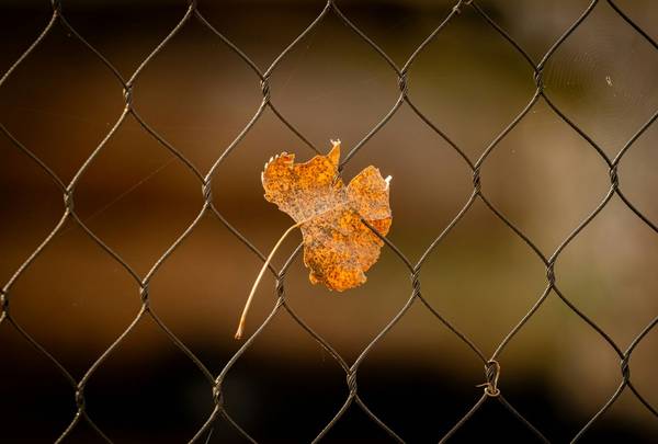 Ein Herbstblatt hängt in einem Zaun