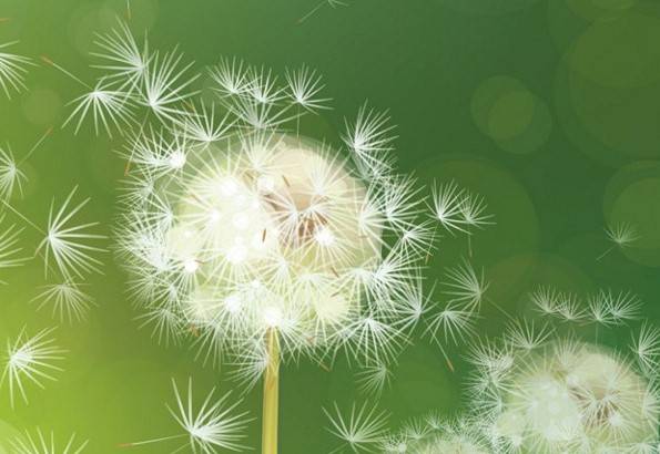 Pustblume auf grünem Hintergrund
