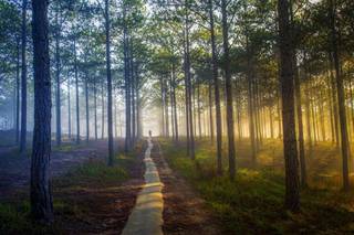 Quelle: Trần Anh auf Pixabay lichtdurchfluteter Wald