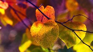 Quelle: https://pixabay.com/de/photos/bl%c3%a4tter-natur-zweig-hintergrund-3813741/
